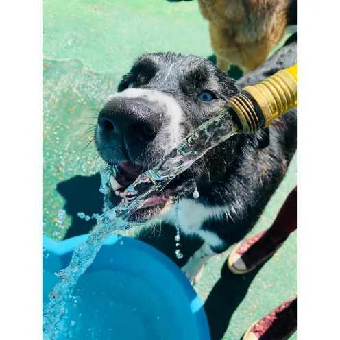 Dog Drinking from Hose